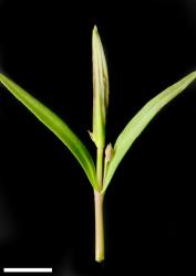 Veronica scutellata. Stem apex, showing leaf bud and arrangement of developing inflorescences. Scale = 10 mm.
 Image: P.J. Garnock-Jones © Te Papa CC-BY-NC 3.0 NZ